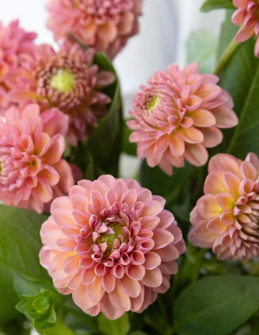 Dahlia ‘Hot Pink Othello’ 100 Seeds
