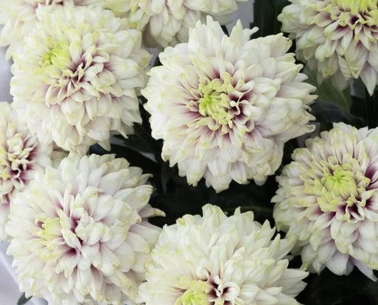Chrysanthemum grandiflorum ‘Masquerade’ 100 Seeds