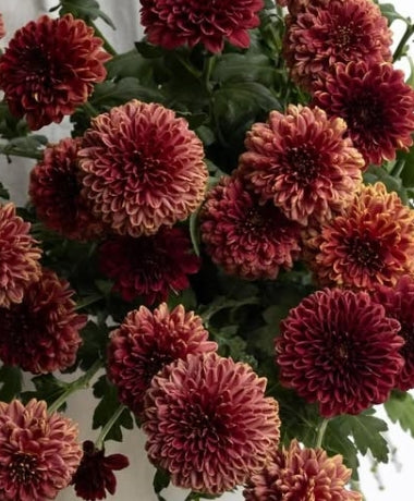Chrysanthemum morifolium ‘Shabon Red’ 100 Seeds