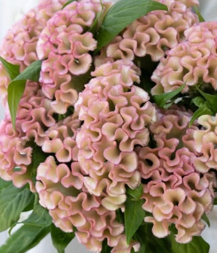 Celosia cristara 'Asuka Select Yosei' 60 Seeds