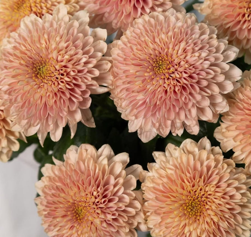 Chrysanthemum ‘Sorbet berry’ 100 Seeds