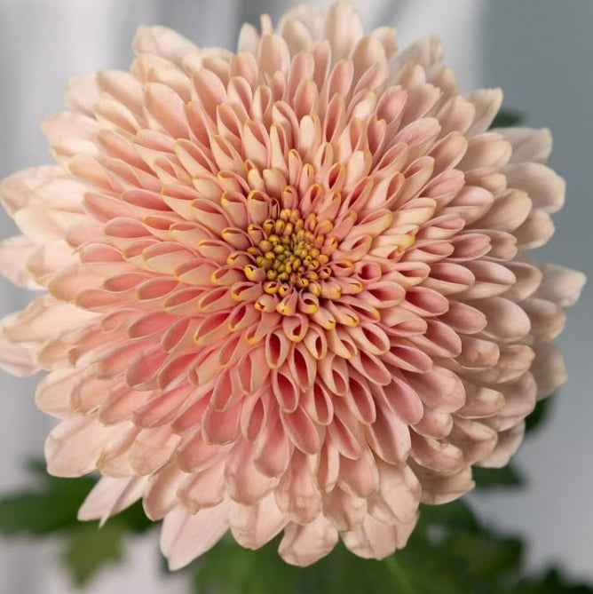 Chrysanthemum ‘Sorbet berry’ 100 Seeds