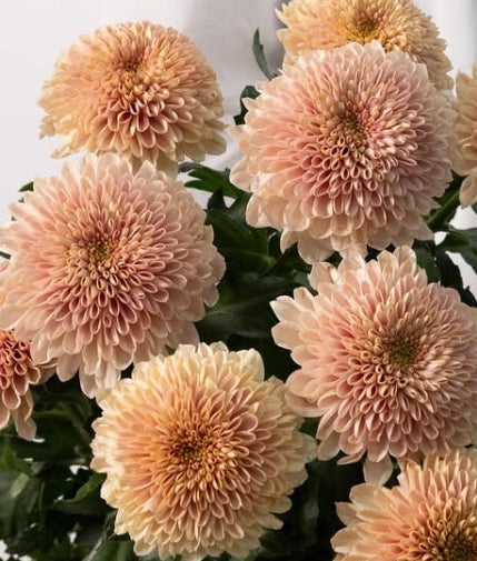 Chrysanthemum ‘Sorbet berry’ 100 Seeds
