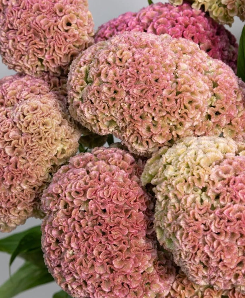 Celosia ‘Pink’ 60 Seeds