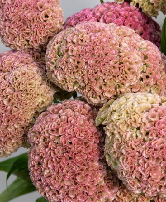 Celosia ‘Pink’ 60 Seeds