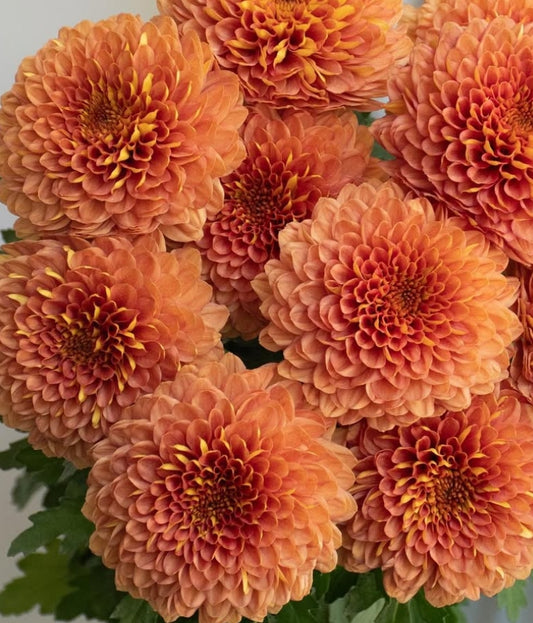Chrysanthemum ‘Tanbora’ 100 Seeds