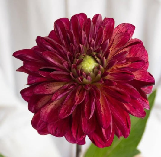 Dahlia ‘Bordeaux chocolate’ 100 Seeds