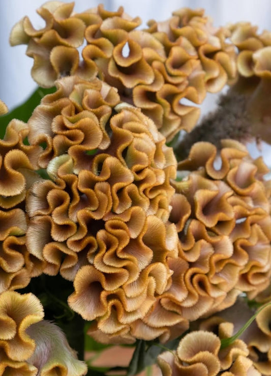 Celosia 'Christy bronze' 60 Seeds