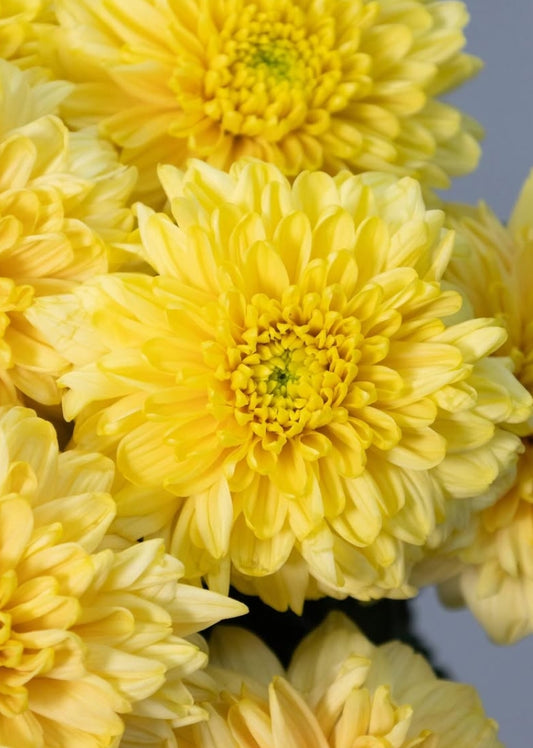 Chrysanthemum ‘Cuscino’ 100 Seeds
