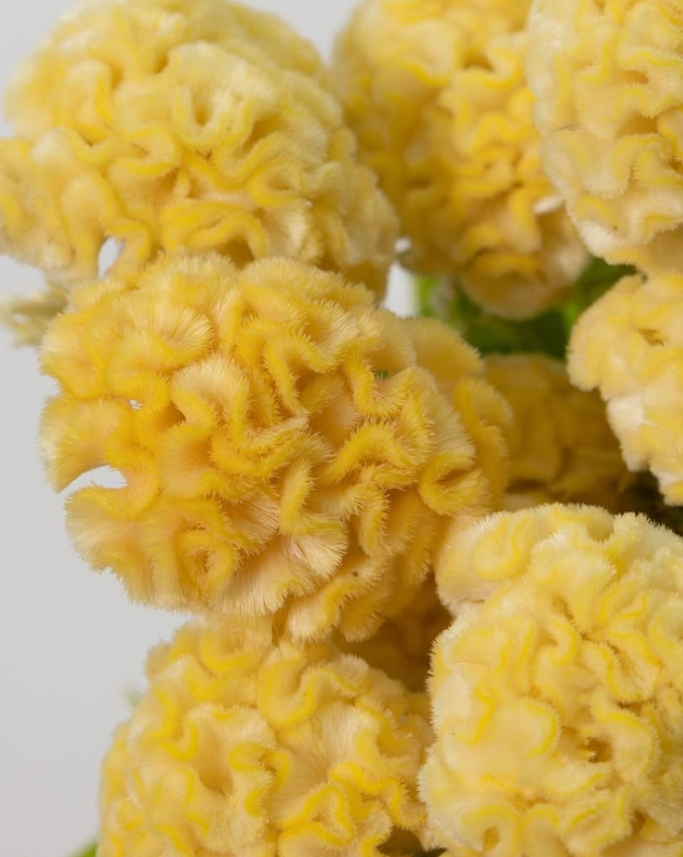 Celosia cristata ‘Yellow Queen’ 60 Seeds