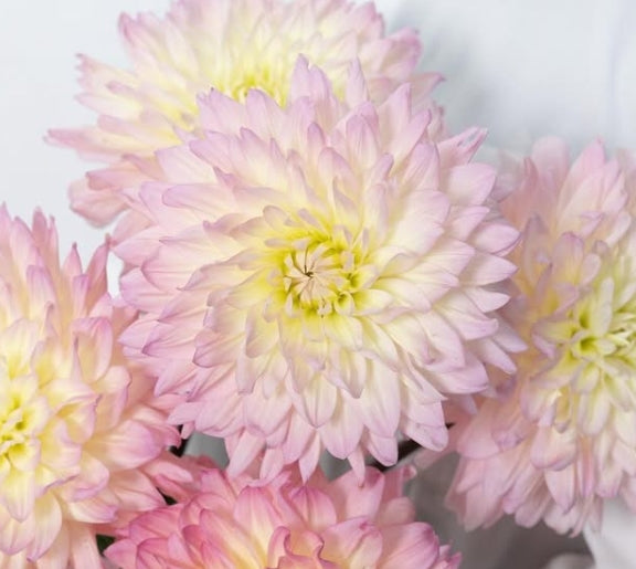 Dahlia ‘Moon Waltz’ 100 Seeds