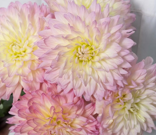Dahlia ‘Moon Waltz’ 100 Seeds