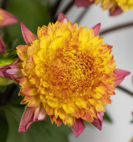 Dahlia ‘Karenotsuki’ 100 Seeds