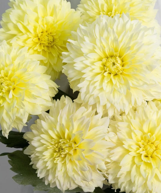 Dahlia pinnata ‘Natsu’ 100 Seeds