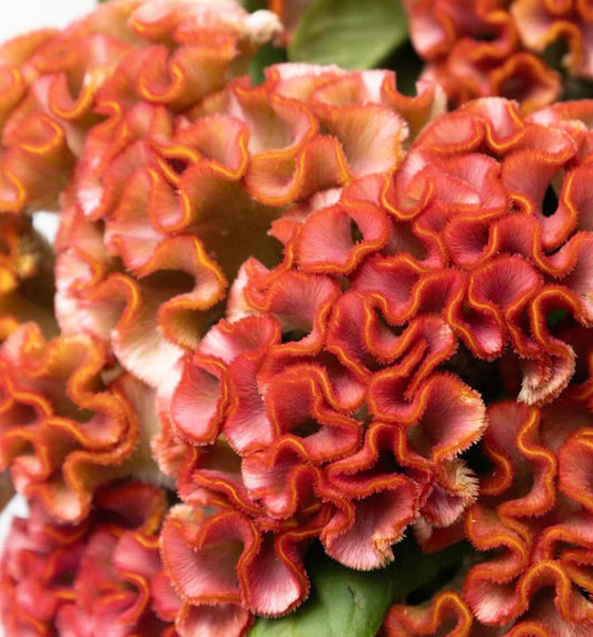 Celosia cristata ‘Asuka select cacao’ 60 Seeds