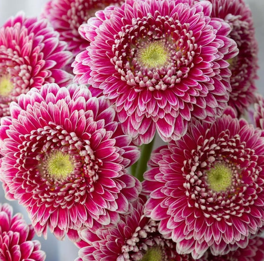 Gerbera ‘Hades' 50 Seeds