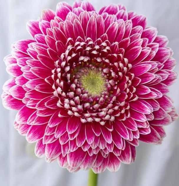 Gerbera ‘Hades' 50 Seeds