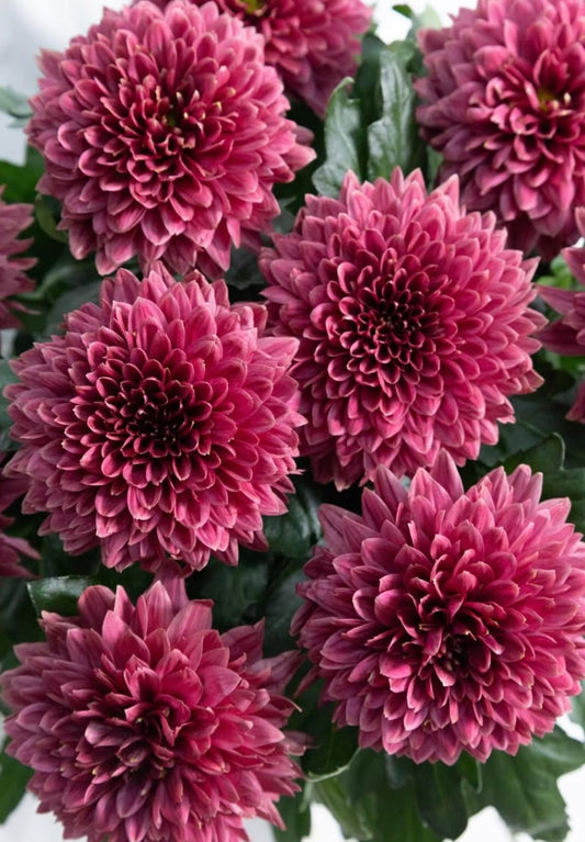 Chrysanthemum morifolium ‘DANTE RED’ 100 Seeds