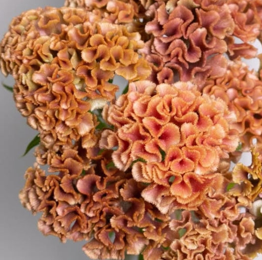 Celosia argentea ‘Antique Orange’ 60 Seeds