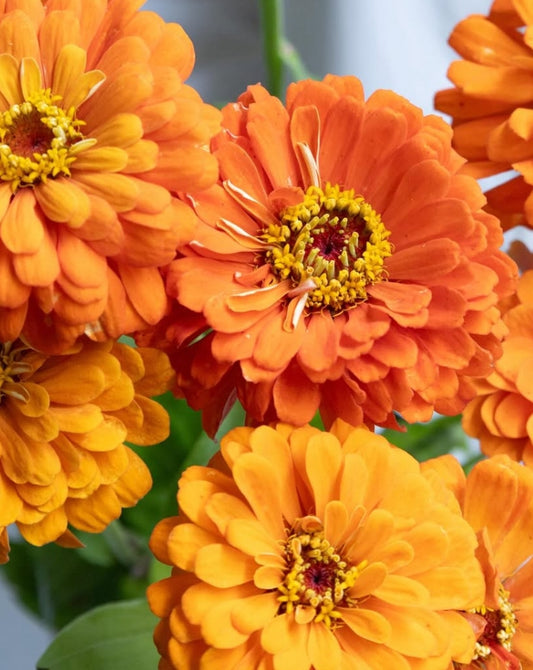 Zinnia ‘Giant Orange’ 50 Seeds