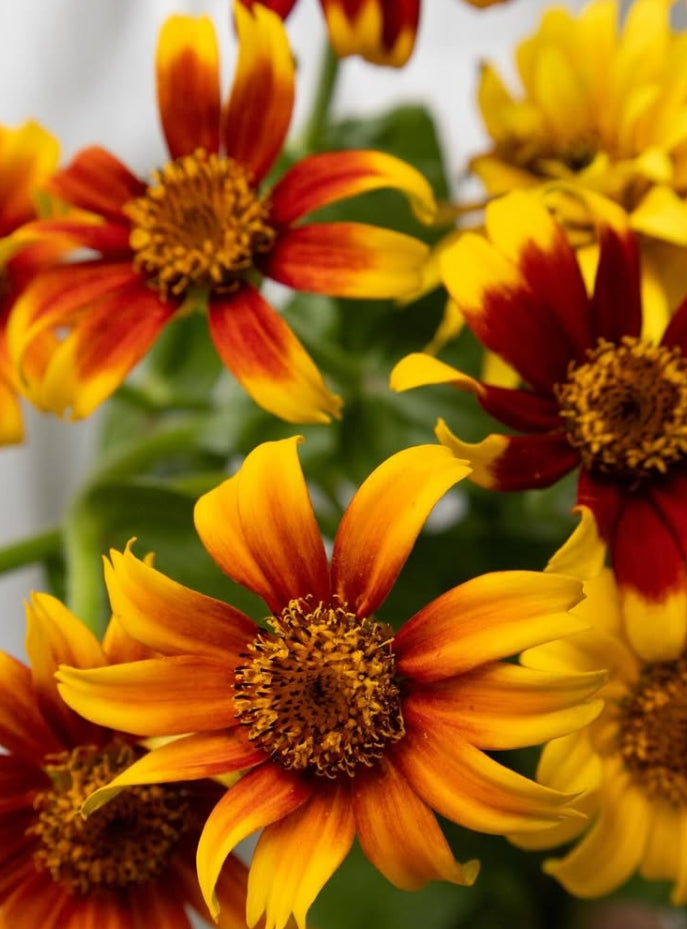 Zinnia elegans ‘Old Mexico’ 50 Seeds