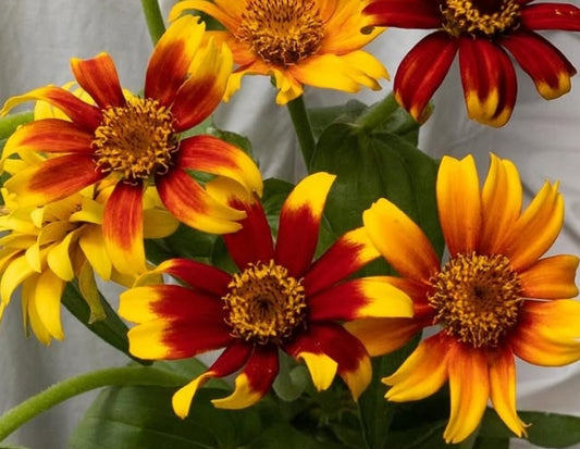 Zinnia elegans ‘Old Mexico’ 50 Seeds