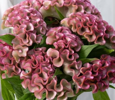 Celosia cristara ‘Asuka Select Yoen’ 60 Seeds