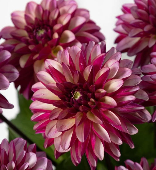 Dahlia ‘Kaiousei’ 100 Seeds