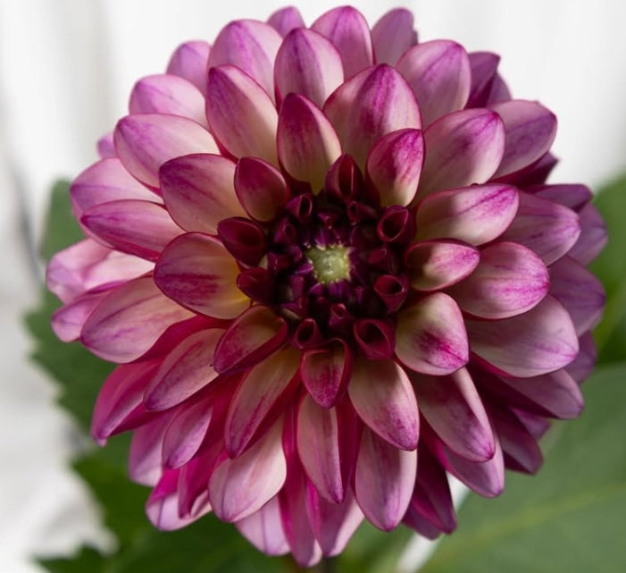Dahlia ‘Kaiousei’ 100 Seeds