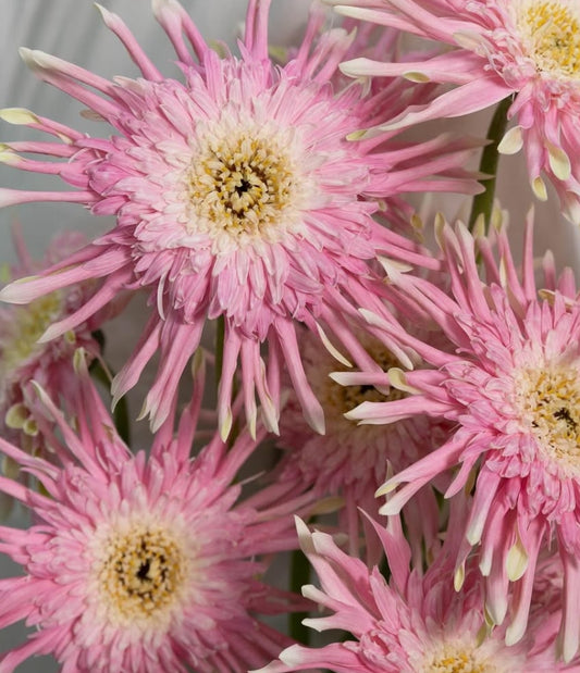 Gerbera ‘Pasta Crispy’ 50 Seeds