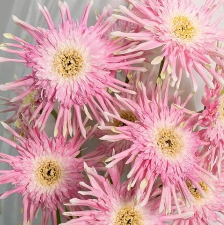 Gerbera ‘Pasta Crispy’ 50 Seeds