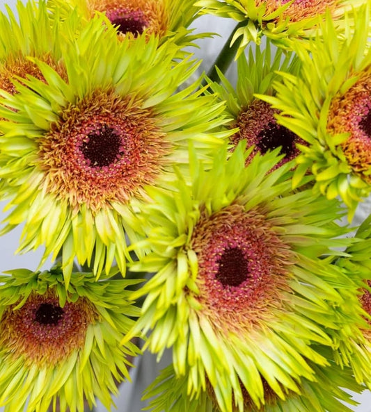 Gerbera Hybrid 'Peacock lime' 50 Seeds