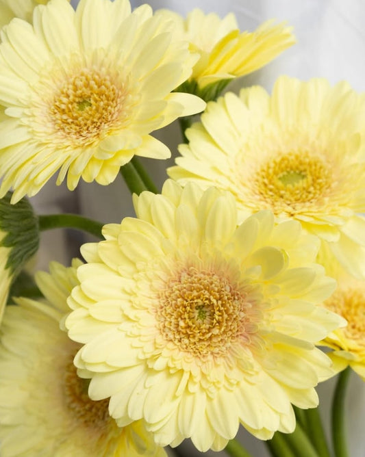 Gerbera Hybrid ‘Romily’ 50 Seeds