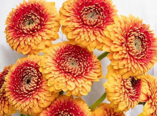 Gerbera jamesonii ‘Beaker’ 50 Seeds