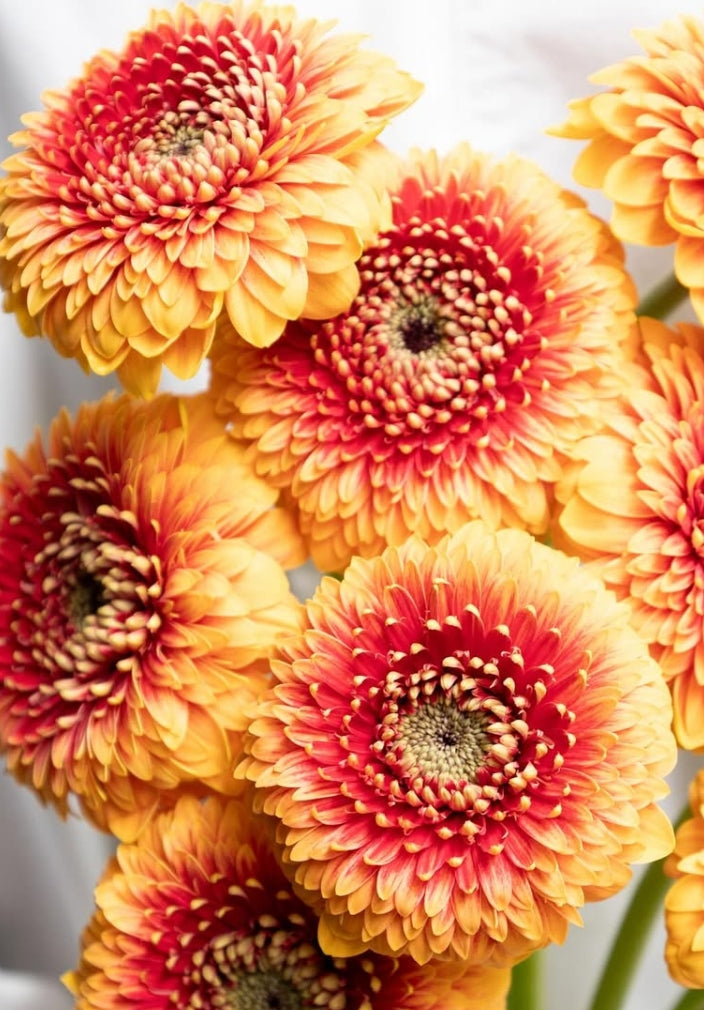 Gerbera jamesonii ‘Beaker’ 50 Seeds