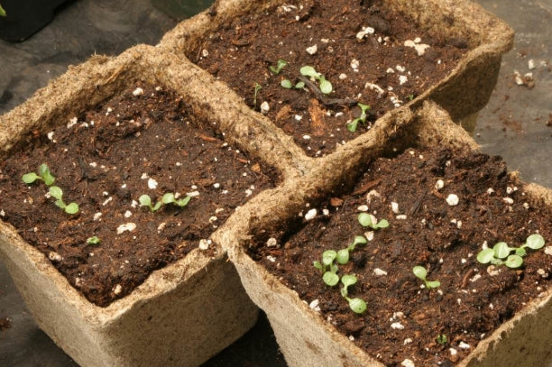 Rudbeckia 'Little henry' 100 Seeds