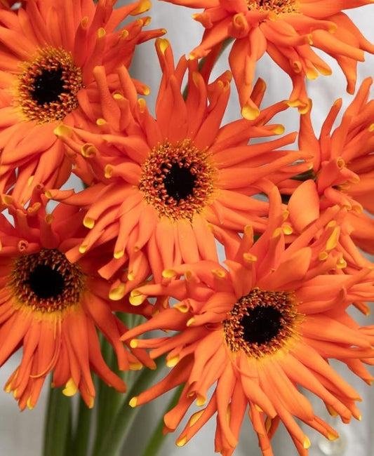 Gerbera ‘Pastini Emilia’ 50 Seeds