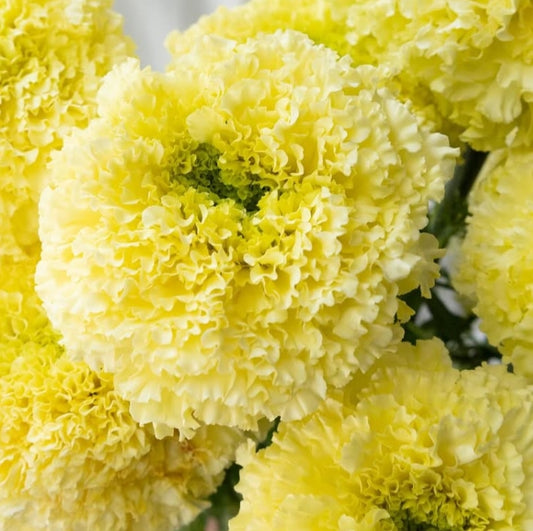 Tagetes ( Marigold ) ‘White swan’ 100 Seeds
