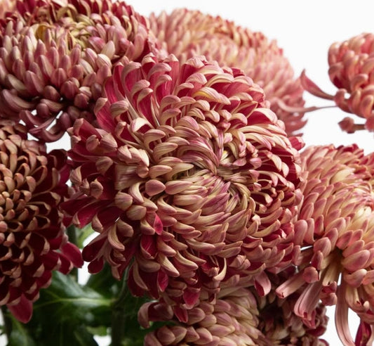 Chrysanthemum morifolium ‘couture bronze’ 100 Seeds