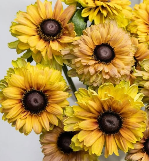 Rudbeckia ‘Urban Safari sahara yellow’ 100 Seeds