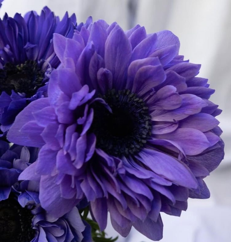 Anemone coronaria ‘Ririka blue’ 6 Bulbs
