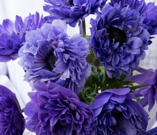 Anemone coronaria ‘Ririka blue’ 6 Bulbs