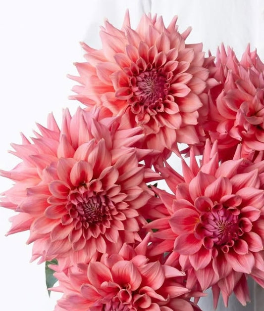 Dahlia 'Lovers' 100 Seeds