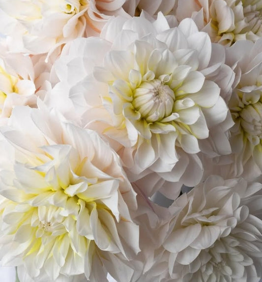 Dahlia ‘Harugasumi’ 100 Seeds
