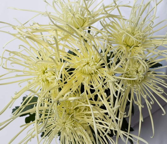 Chrysanthemum morifolium 'Maximum white' 100 Seeds