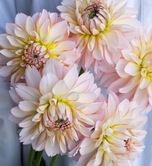 Dahlia 'Halation' 100 Seeds
