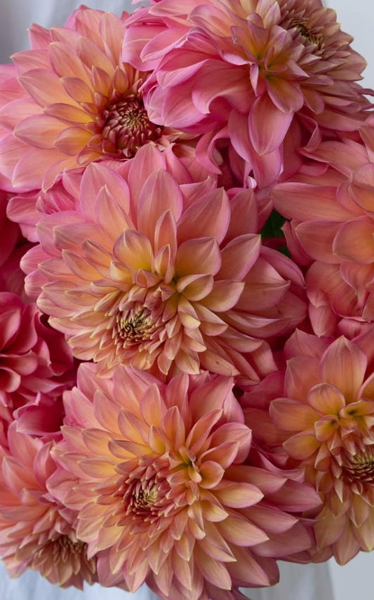 Dahlia 'Coral rouge' 100 Seeds