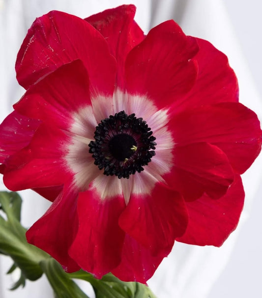 Anemone coronaria 'Monna Lisa scarlet' 6 Bulbs