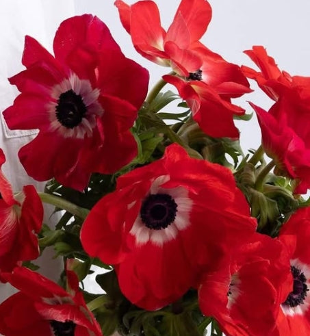 Anemone coronaria 'Monna Lisa scarlet' 6 Bulbs