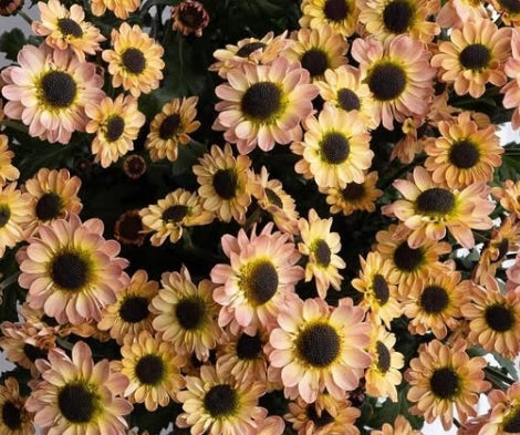 Chrysanthemum morifolium 'Yinyang smoky' 100 Seeds